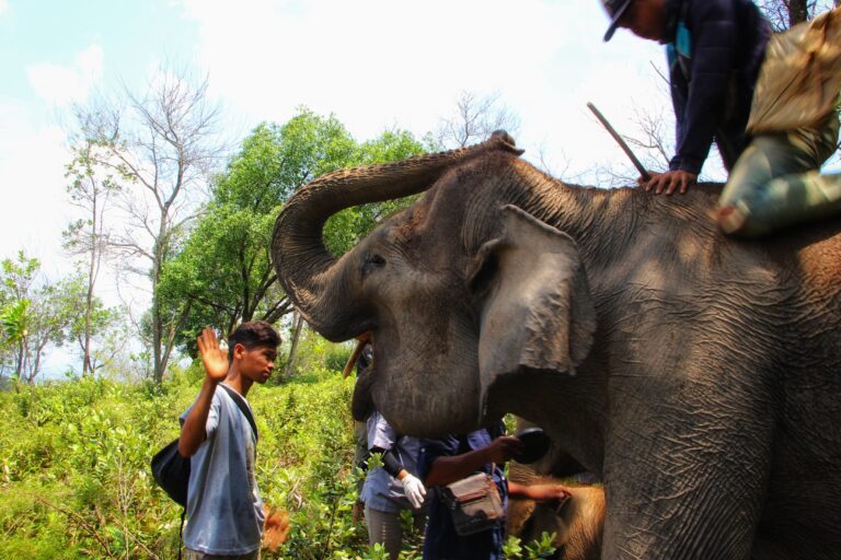 Pemeriksaan kesehaan gajah oleh dokter hewan BNWS. Foto: Ayat S Karokaro/ Mongabay Indonesia