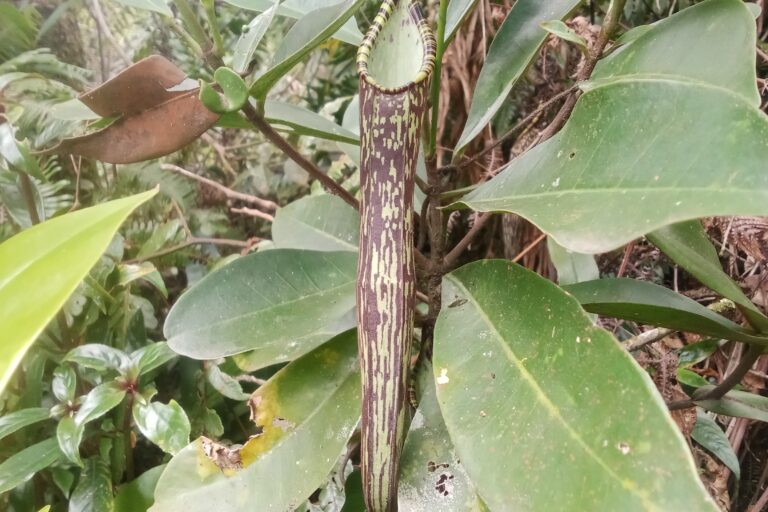 Kantong semar N. tobaica, ditemukan di sekitar N. rigidifolia. Foto: Barita N. Lumbanbatu/ Mongabay Indonesia
