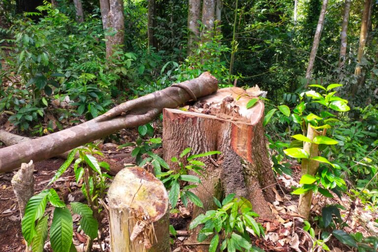 Tunggul Pohon di Taman Nasional Kerinci Sebelat (TNKS). Tunggul Pohon ini baru saja ditebang oleh Para Pembalak. Diameter pohon ini diperkirakan sekitar 1,5 meter dengan tinggi tegakan sekitar 20 meter. Foto: Vinolia/ Mongabay Indonesia