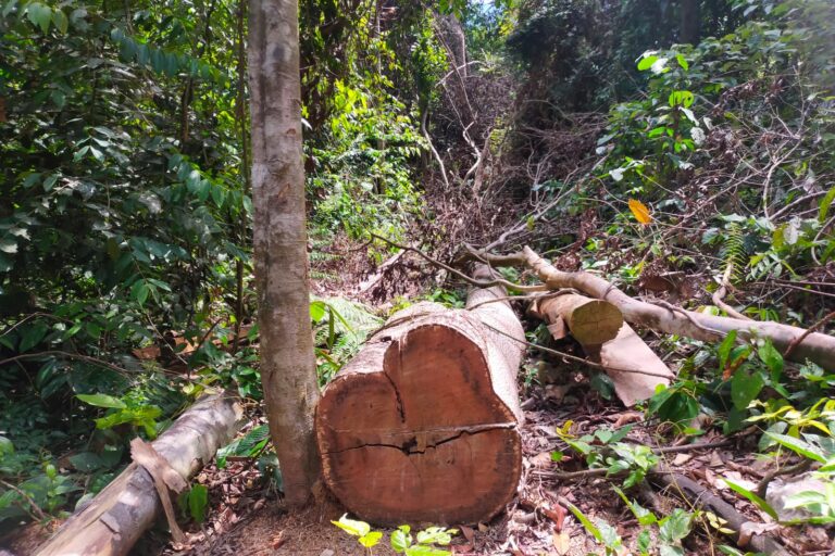 Pohon besar yang baru ditebang oleh para pembalak liar. Pohon ini dibiarkan tergeletak begitu saja menimpa tanaman lain disekitar. Foto: Vinolia/ Mongabay Indonesia