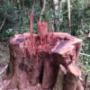 Tunggul Pohon di Taman Nasional Kerinci Sebelat (TNKS). Tunggul Pohon ini baru saja ditebang oleh Para Pembalak. Diameter pohon ini diperkirakan sekitar 1,5 meter dengan tinggi tegakan sekitar 20 meter. Foto: Vinolia/ Mongabay Indonesia