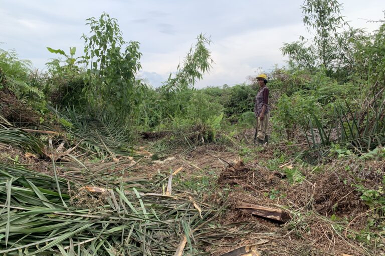 Sumiarsih menunjukkan kebun sawit hancur dimakan kawanan gajah. Foto: Yitno S