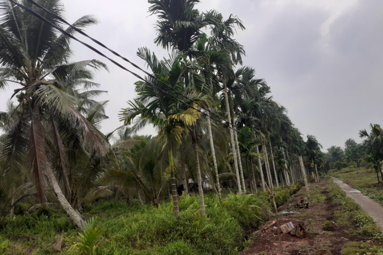 Kabel listrik PLN dibentang dengan tiang kayu di lorong pemukiman. Jaringan PLN hanya ada di jalan utama. Foto Suryadi..jpg
