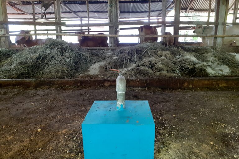 Kubah di atas biodigester. Di sini gas metan ditampung dan dialirkan ke rumah untuk memasak dan penerangan lewat instalasi pemipaan dalam tanah. Foto Suryadi/ Mongabay Indonesia