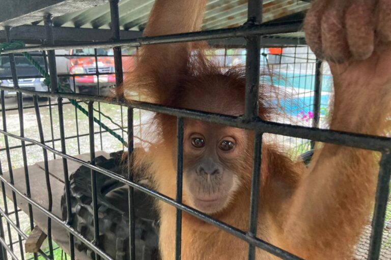 Orangutan Sumatera di Kabupaten Karo dipelihara ketua organisasi kepemudaan di sana setelah disita dia mati (Ayat S KaroKaro) (1)