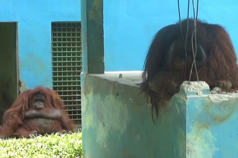 Sepasang orangutan Kalimantan di Medan Zoo ini hidup tak layak tanpa ada pohon dan makanan yang memadai (Ayat S Karokaro)