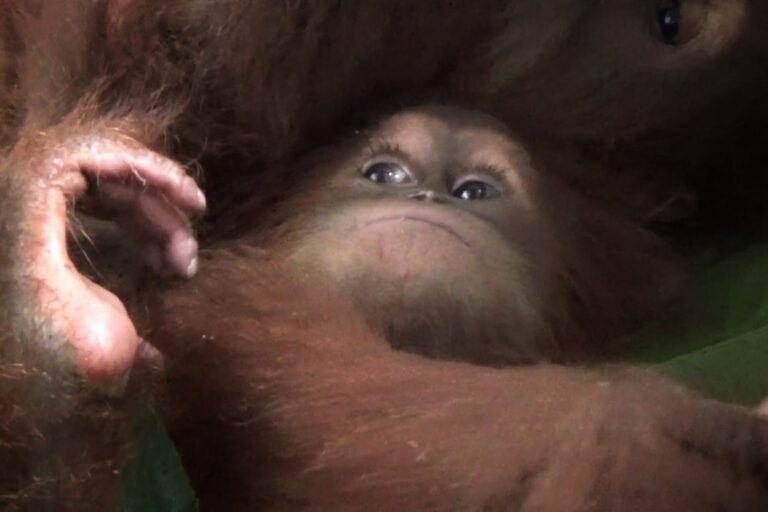 Usianya tak sampai 5 tahun tapi anak orangutan sumatera ini sudah dipisahkan oleh induknya yang diduga dibunuh untuk mendapatkannya (Ayat S Karokaro)-01 (2)