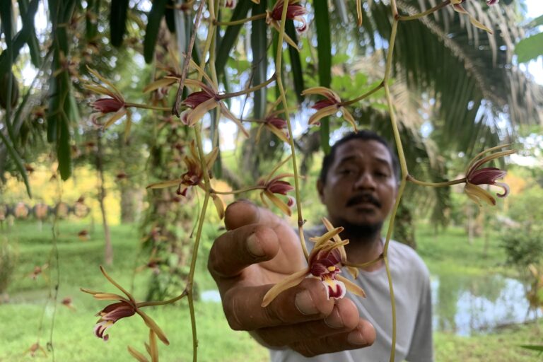 Adi Ismanto menunjukkan anggrek Cymbidium aloifolium. Anggrek ini dulu hidup liar di hutan rawa gambut Batang Damar. Foto: Yitno Suprapto/ Mongabay Indonesia