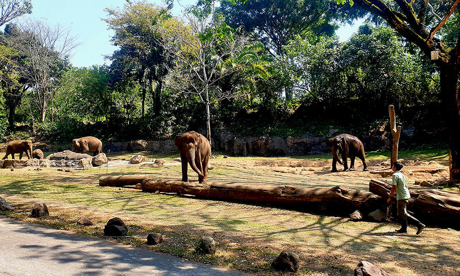 taman safari indonesia prigen jawa timur