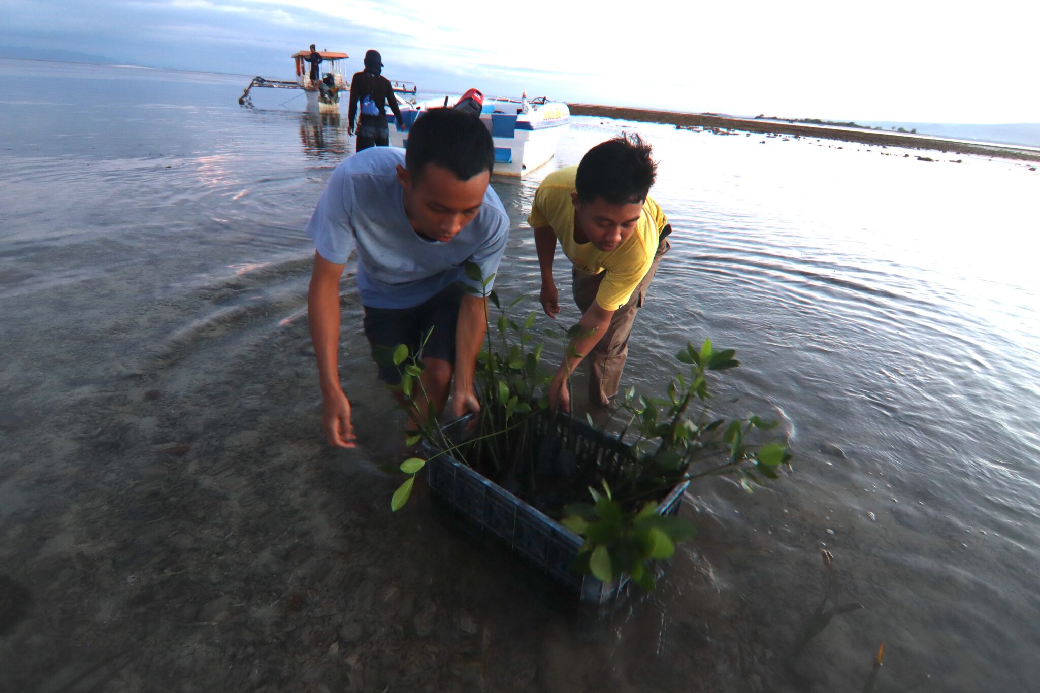 Dua orang mahasiswa di Lombok menyiapkan bibit untuk penanam di kawasan mangrove Gili Petagan, Kabupaten Lombok Timur. Mahasiswa bisa dilibatkan pada penelitian dan pengabdian masyarakat di kawasan mangrove. Foto : Fathul Rakhman/Mongabay Indonesia