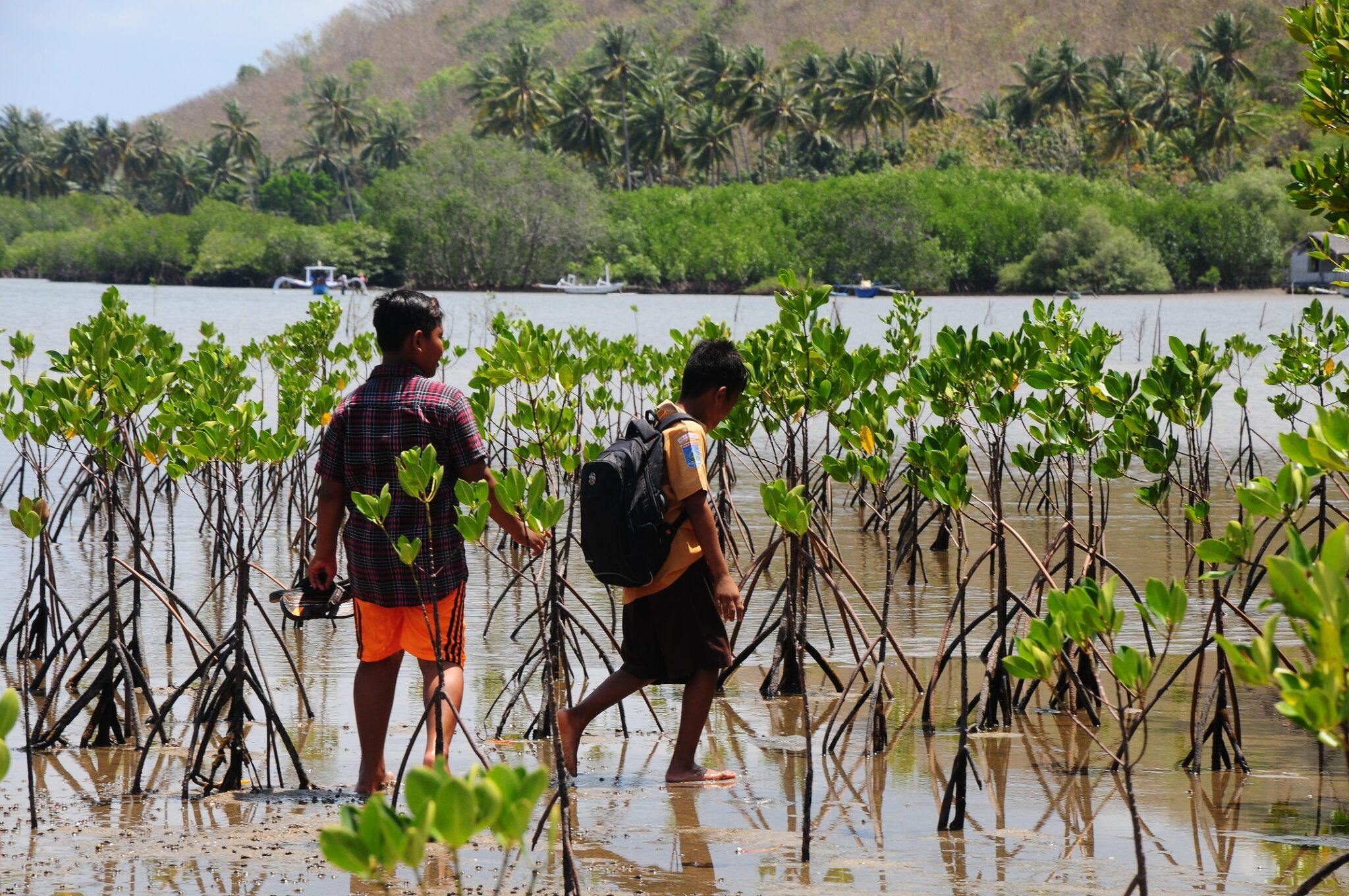 Anak-anak di Sekotong pulang sekolah melewati tanaman bakau yang sudah mulai tumbuh. Keberadaan mangrove di tempat ini menyelamatkan akses satu-satunya jalan dari abrasi akibat air laut. Foto : Fathul Rakhman/Mongabay Indonesia