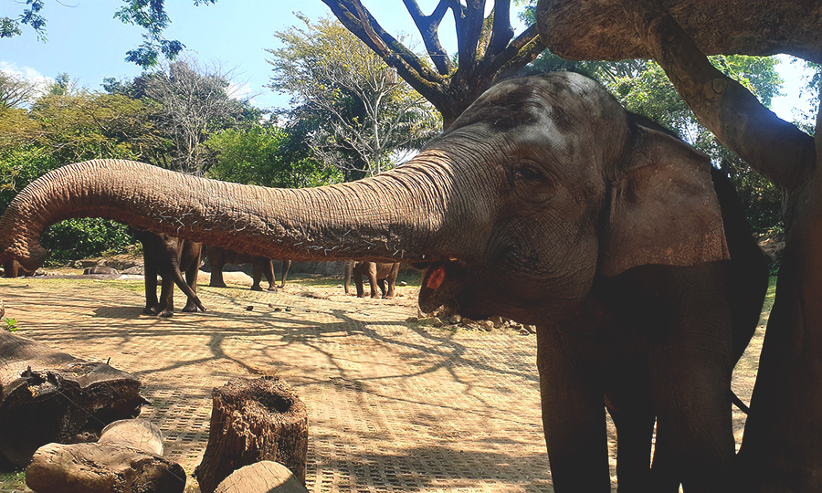 taman safari prigen di jawa timur