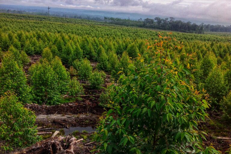 Hutan adat yang jadi kebun eukaliptus karena pemerintah berikan izin konsesi kepada perusahaan. Foto: Ayat S Karokaro/ Mongabay Indonesia