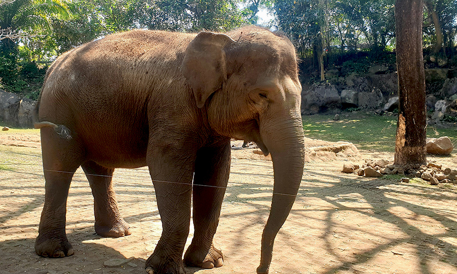 taman safari prigen di jawa timur