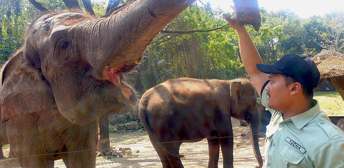 taman safari prigen di jawa timur