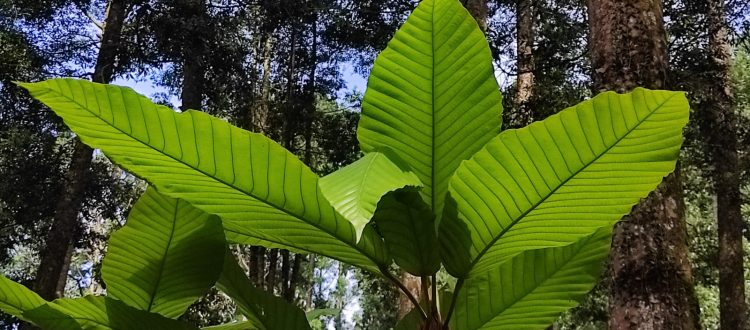 Pelahlar, tumbuhan endemik Nusakambangan. Foto: Kebun Raya Baturaden