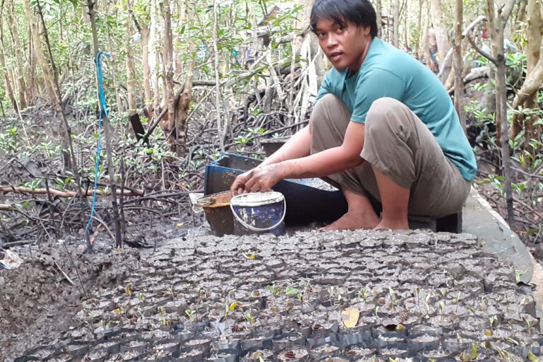 Gelombang Reforman, putra bungsu Darwis, tiap pagi mengisi lumpur dalam polybag buat pembibitan mangrove. Foto: Suryadi/ Mongabay Indonesia.