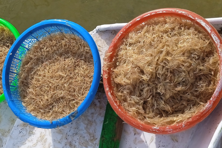 Ambaring (Acetes indicus) biasa dikenal sebagai udang rebon—berukuran kecil dan hidup bergerombolan di perairan dangkal, sekitar pulau. Foto: Saskia Salsyam/Mongabay Indonesia