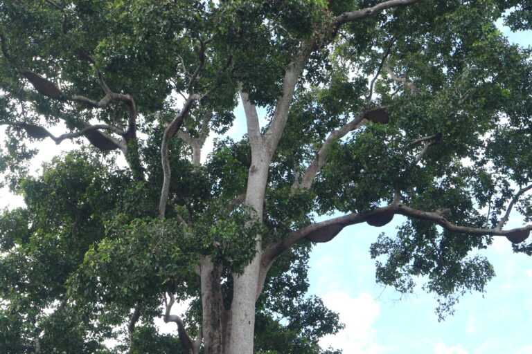 Koloni atau sarang lebah madu yang bersarang di pohon lalao cempedak air. Pohon lalao adalah sebutan pohon tinggi, besar dan kokoh bagi masyarakat di Desa Ulak Medang, Ketapang, Kalimantan Barat. Foto: Winda Eka Putri/Mongabay Indonesia