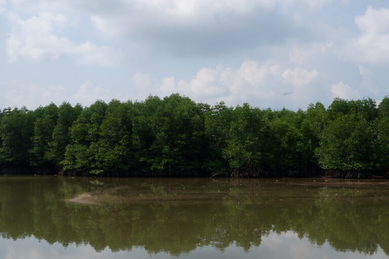 Hutan mangrove yang lebat di pesisir Tanjung Piayu, Kota Batam, Provinsi Kepri, Rabu 4 April 2024. Foto Yogi Eka Sahputra
