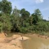 Kondisi sungai Temantan di wilayah adat Suku Anak Dalam di Batanghari yang tercemar aktivitas tambang batubara. Foto: Teguh Suprayitno/ Mongabay Indonesia