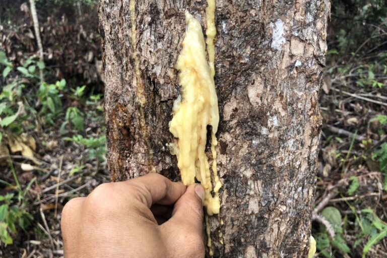 Hutan Kemenyan dan Ruang Hidup Warga Pargamanan-Bintang Maria yang Terancam Hilang
