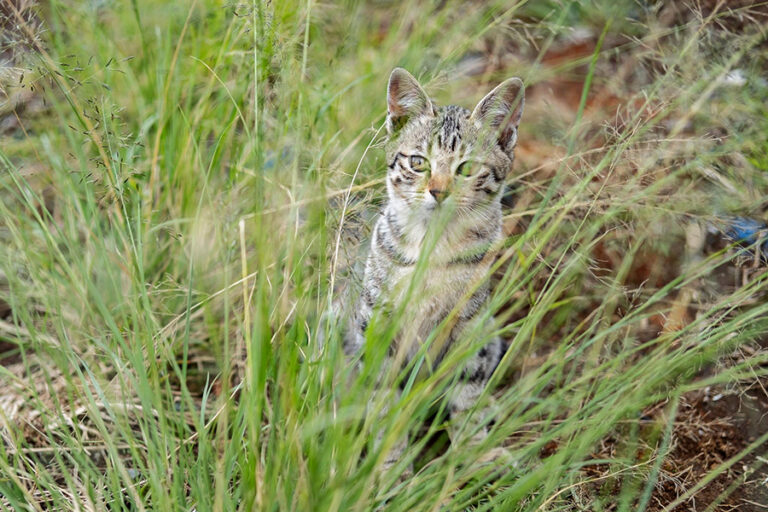 Kucing dan Harimau: Banyak Kesamaan tapi Beda Nasib
