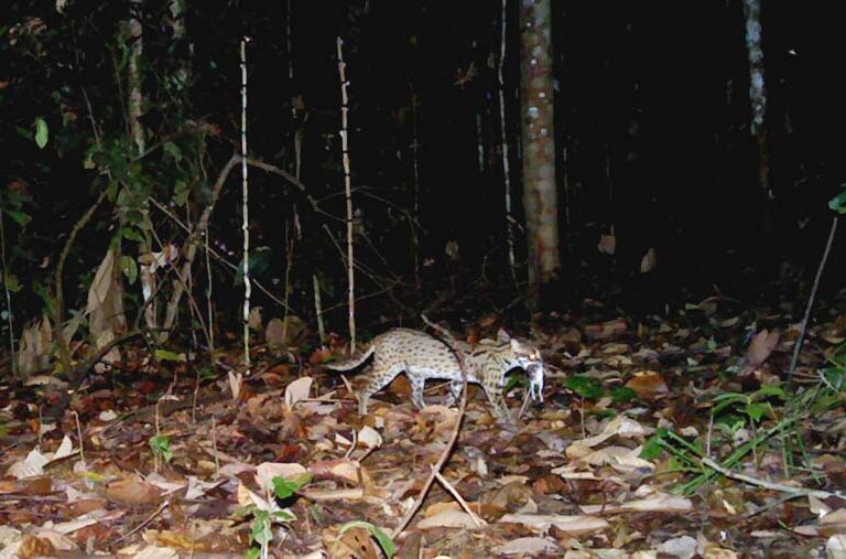 Jejak Kucing Kuwuk di Hutan Tersisa Pulau Jawa