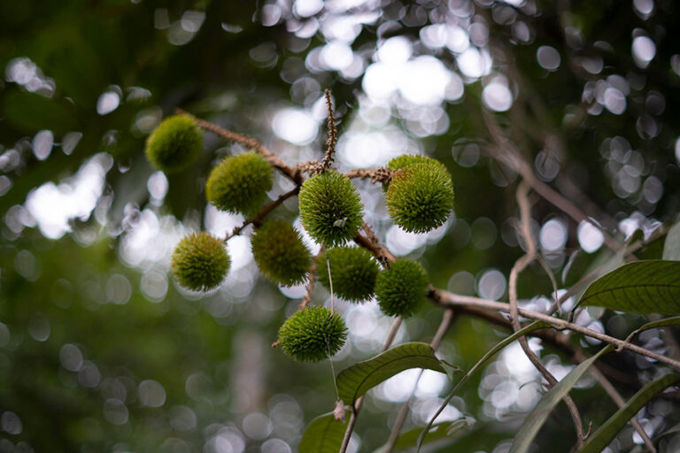 Hanya di Jongot, Buah-buahan Hutan ini Ditemukan