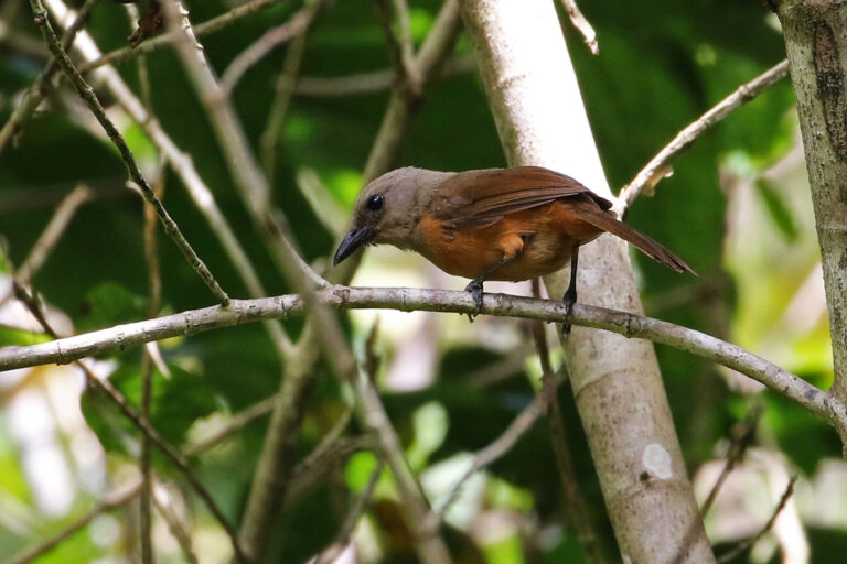 Burung Kicau Asal Papua ini Beracun, Tapi Mengapa Dicari di Pasar Burung?