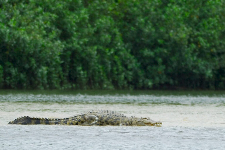 Konflik Manusia dengan Buaya Muara Masih Terjadi di NTT, Mengapa?