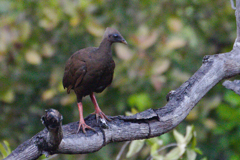 Mencari Jejak Megapoda di Wallacea