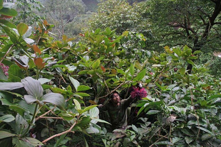 Parijoto, Tumbuhan Simbol Konservasi Khas Gunung Muria