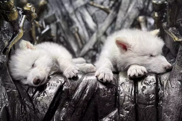 Dire Wolves yang Terkenal di ‘Game of Thrones’ Dihidupkan Kembali