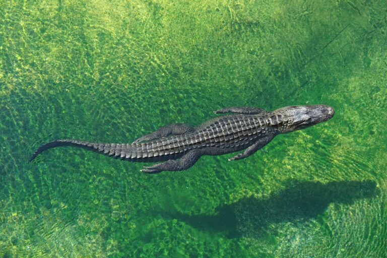 Buaya hari ini sering disebut sebagai fosil hidup, sebuah gelar yang sepenuhnya layak. Sejak lebih dari 200 juta tahun lalu, morfologi dasar mereka nyaris tidak berubah | Unsplash