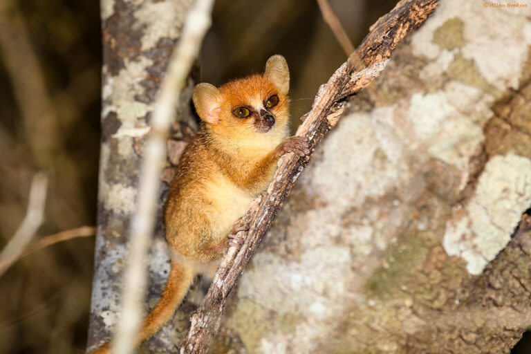 Primata terkecil di dunia (30 gram); populasi turun 80% dalam 10 tahun; tidak ada di penangkaran | foto oleh Allan Hopkins (Flickr CC BY-NC-ND 2.0)