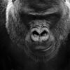 Gorilla melawan 100 pria dewasa? Berandai-andai saja | Photo by David Scanlon on Unsplash